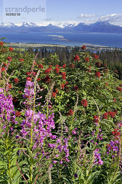 Ansicht von Homer Spit w/Schmalblättriges Weidenröschen blüht im Vordergrund Kenai-Halbinsel in Alaska Sommer Kenai CT