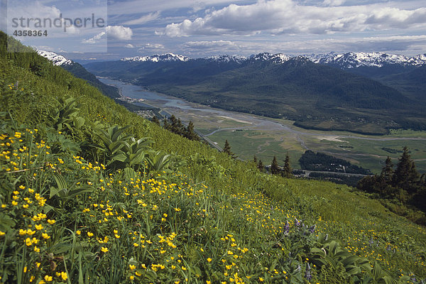 Wildblumen auf Thunder Mtn über Gastineau Channel AK SE Sommer in der Nähe von Juneau