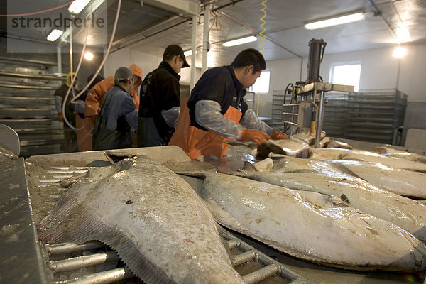 Aleutische AK Eingeborenen Prozess Heilbutt @ Atka stolz Seafoods Atka AK SW