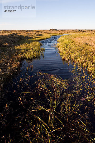 Gräser auf der Tundra Stream schwimmende. National Petroleum Reserve. Sommer arktische Alaska.
