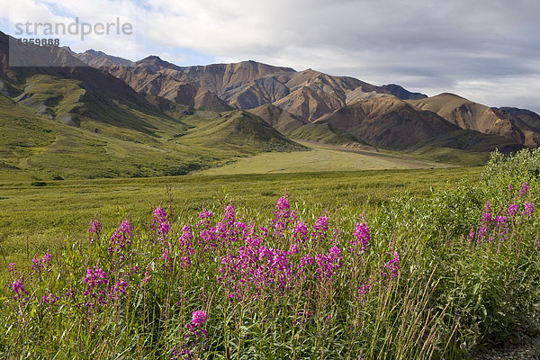 Szenische Ansicht des Highway-Pass und der Alaskakette mit Schmalblättriges Weidenröschen-Ausläufer im Vordergrund im Denali-Nationalpark in Alaska im Spätsommer.