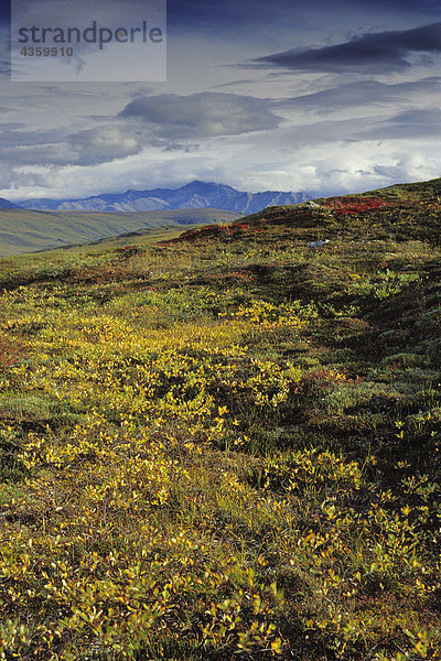 Tundra in der Nähe von Sagavanirktok River Brookskette ANWR AK Sommer