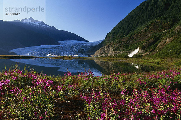 Landschaftlich der Mendenhall-Gletscher w/Schmalblättriges Weidenröschen Vordergrund SE AK Sommer