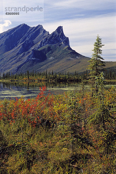 Herbst Laub Brooks Range AR Alaska Herbst