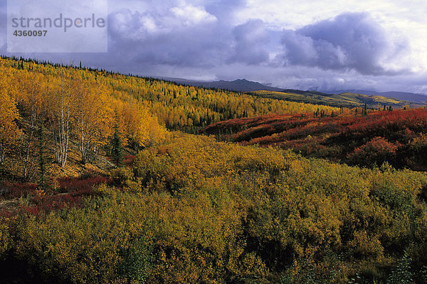 Herbst Laub des Yukon Flats NWR in der Nähe von Arctic Circle AK AR off Dalton Highway