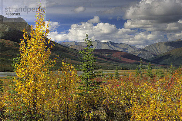 Herbst Willows entlang Dietrich River Arktis AK Gates der arktischen NP Endicott CT/n