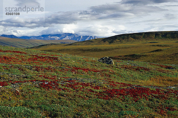 Red toloknjanki auf Tundra w/Phillip Smith CT AK AR Sommer ANWR