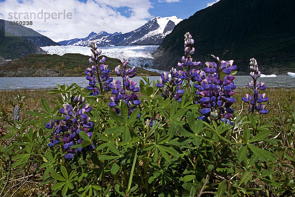 Lupine in Bloom @ Mendenhall-Gletscher SE AK Sommer