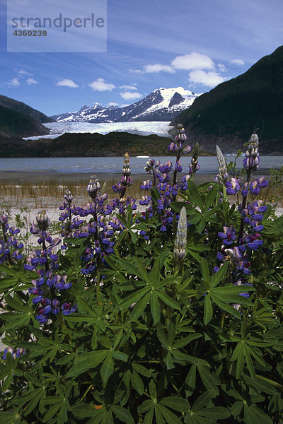 Lupine in Bloom @ Mendenhall-Gletscher SE AK Sommer