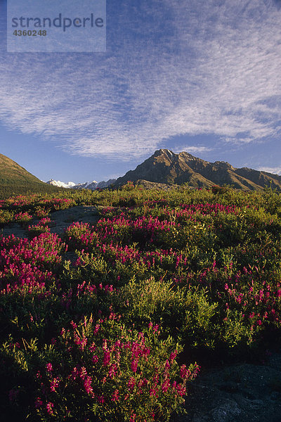 Wild Sweet Pea in voller Blüte auf Alpine Tundra Chugach CT AK SC-Sommer