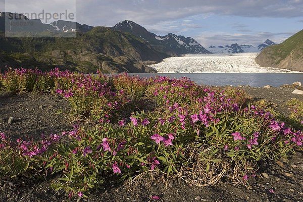 Zwerg Schmalblättriges Weidenröschen wachsen auf der Küstenlinie von Grewingk Gletschersee w/Gletscher im Hintergrund  Kenai-Halbinsel