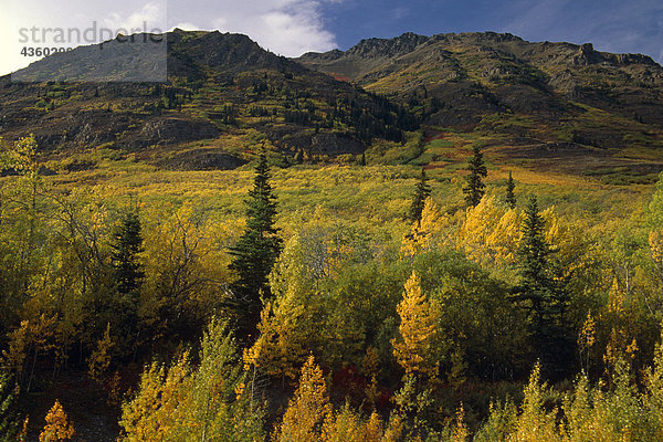 Aspen abgedeckt Hang im Territorium Yukon Kanada Herbst