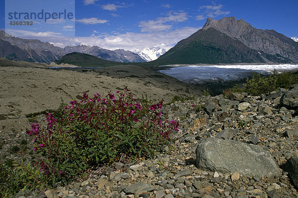 Landschaftlich von Wildblumen w/Root Gletscher SC AK Frühjahr/nWrangell-St. Elias NP