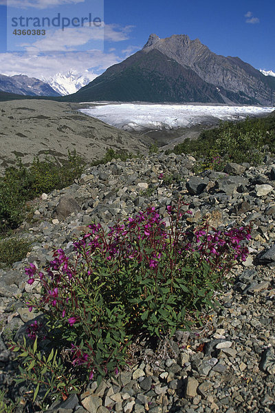 Landschaftlich von Wildblumen w/Root Gletscher SC AK Frühjahr/nWrangell-St. Elias NP