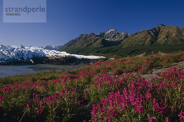 Matanuska-Gletscher w/Wild lieber Erbse Blüten SC Alaska Sommer Chugach CT