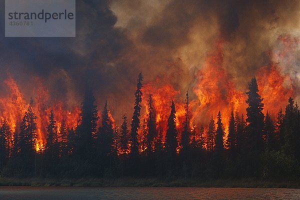 Blazing Waldbrand im Kenai Wildlife Refuge  Skilak Lake  Alaska  Sommer.