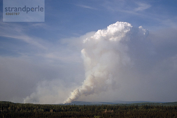 Feuer Plume als gesehen von Alcan Highway nahe Tetlin NWR/nSummer Alaska