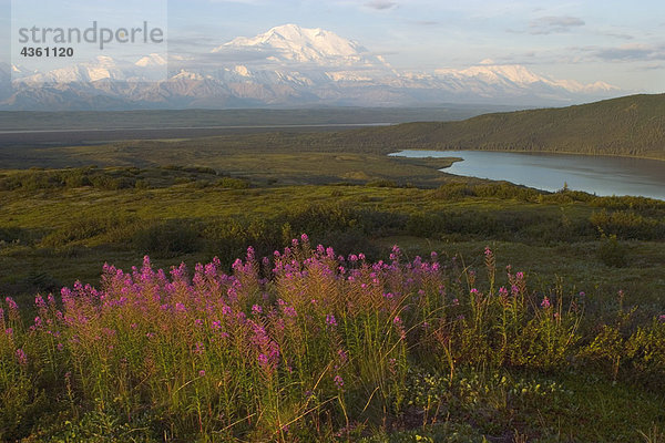 Schmalblättriges Weidenröschen in Bloom @ Wonder Lake Denali NP im AK Sommer