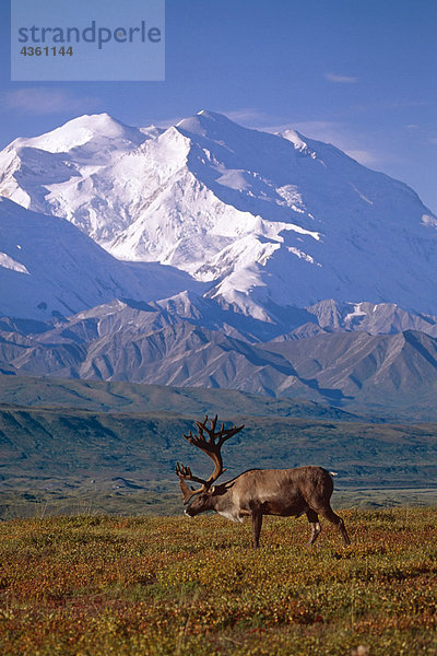 Caribou und Nordseite der Mt Mckinley fallen IN Alaska