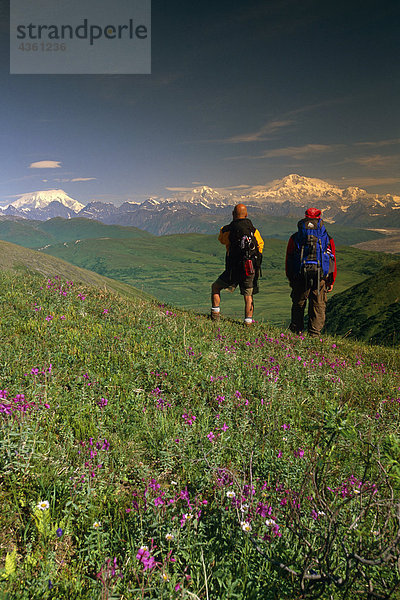 Wanderer auf Tundra im Denali State Park SC Alaska Sommer w/Mt McKinley Hintergrund