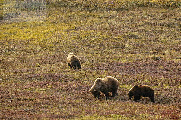 Ein Grizzlybär SOW-Etappen und ihre beiden jungen suchen Blaubeeren in der Tundra im Denali-Nationalpark und Schutzgebiet  Alaska Interior  Herbst