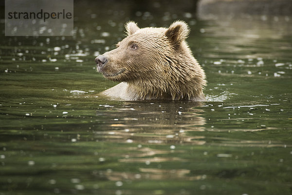 Schwimmen im Big River Seen im Sommer in South Central Alaska Braunbär