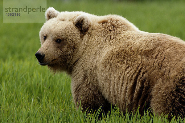 Close up of Grizzly SW Alaska Sommer