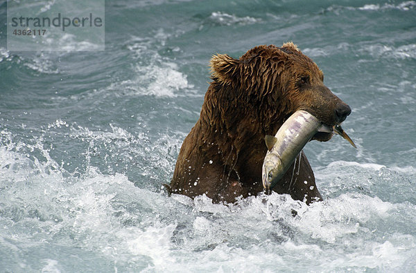 Grizzly Befischung Chum in Alaska McNeil River