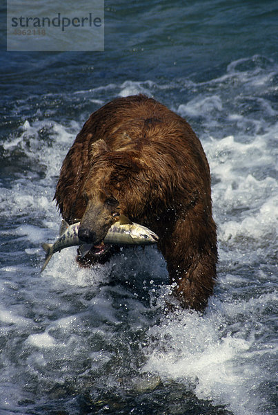 Grizzly Befischung Chum in Alaska McNeil River
