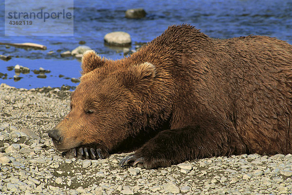 Grizzly schläft Mikfik Creek Spiel McNeil Heiligtum SW AK