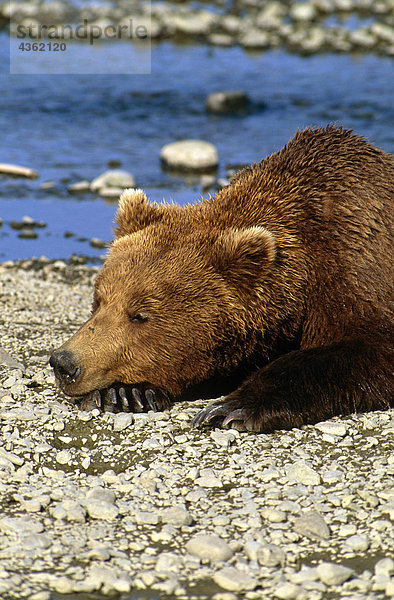 Grizzly schläft Mikfik Creek Spiel McNeil Heiligtum SW AK