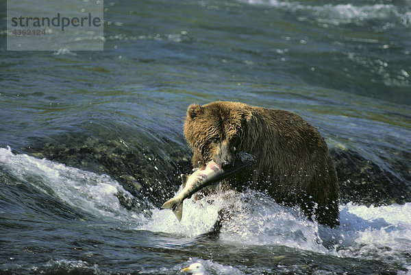 Braunbär fängt Lachs McNeil River Gebiet SW Alaska Sommer