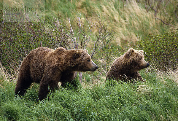 Paar Braunbären in Gras Südwesten Alaska Sommer