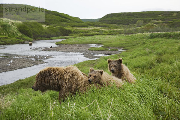 Grizzly Sow und zwei jungen warten im Mikfik Creek am McNeil Fluss im Südwesten Alaskas im Sommer Fischen