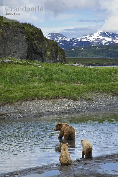 Ein Braunbär Sow sucht nach Fisch während ihre beiden jungen am Ufer der Mikfik Creek in McNeil River State Game Sanctuary im Südwesten Alaskas im Sommer warten