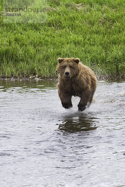 Adult Grizzlybär Gebühren in Mikfik Creek  Lachs in McNeil River State Game Sanctuary im Sommer in Alaska zu fangen