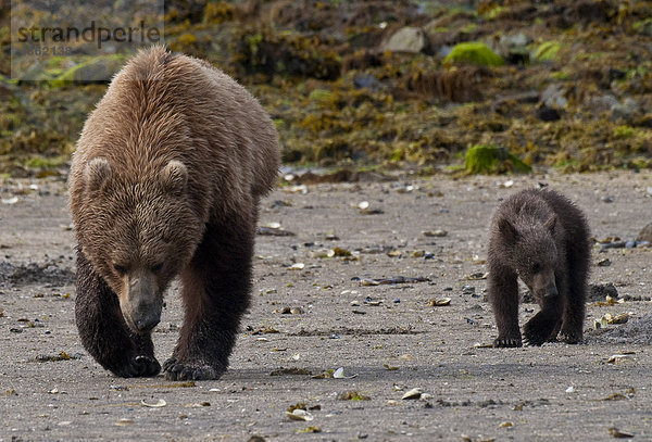 Braunbär säen mit Cub Jagd für Muscheln im Geographic Harbor  Katmai National Park  Südwesten Alaskas  Sommer