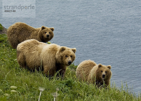 Braunbär Sow und jungen essen Segge Gräser in Hallo Bay  Katmai National Park  Südwesten Alaskas  Sommer