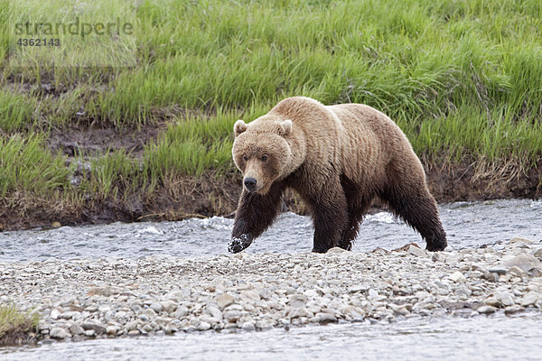 Ein adult Braunbär Spaziergänge entlang einer felsigen Insel im Mikfik Creek  McNeil River State Game Sanctuary  Südwesten Alaskas  Sommer/n