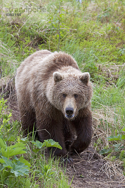 Adult Braunbär Spaziergänge entlang einer Spur in der Nähe von Mikfik Creek  McNeil River State Game Sanctuary  Südwesten Alaskas  Sommer/n