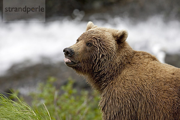 Porträt von einem Erwachsenen Braunbär Festhalten seiner Zunge heraus  McNeil River State Game Sanctuary  Südwesten Alaskas  Sommer