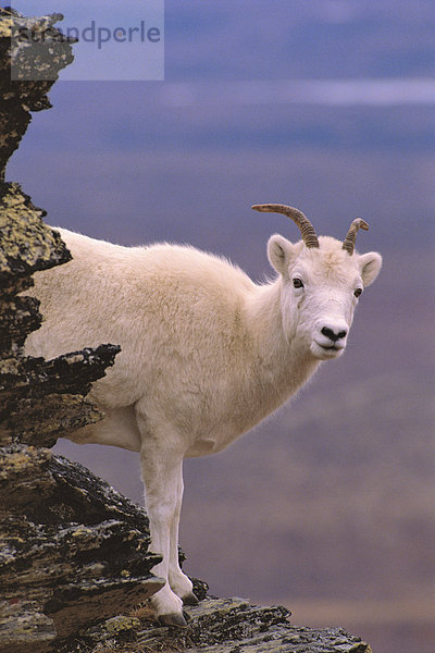 Dall-Schaf Ewe auf Ridge Alaska