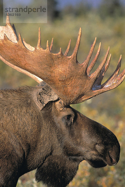 Porträt von Bull Moose Denali Nationalpark Alaska Fall Interior