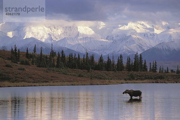 Moose Kuh in Wonder Lake/nDenali NP Interior AK
