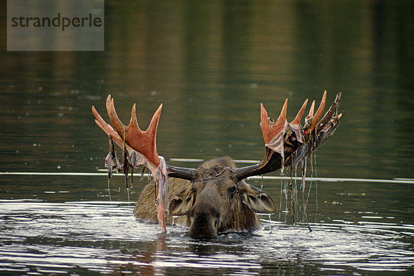 Bull Moose mit Velvet in Teich Denali NP Int AK