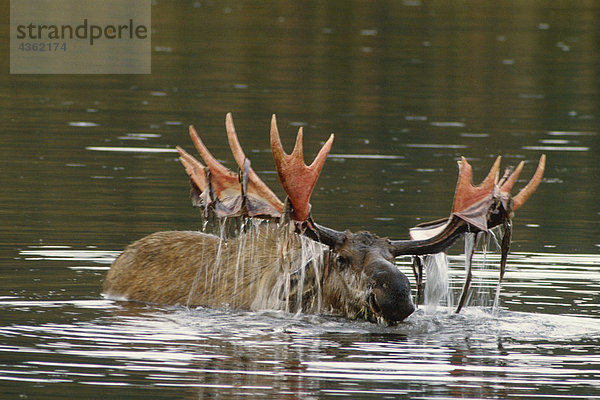 Bull Moose mit Velvet in Teich Denali NP Int AK