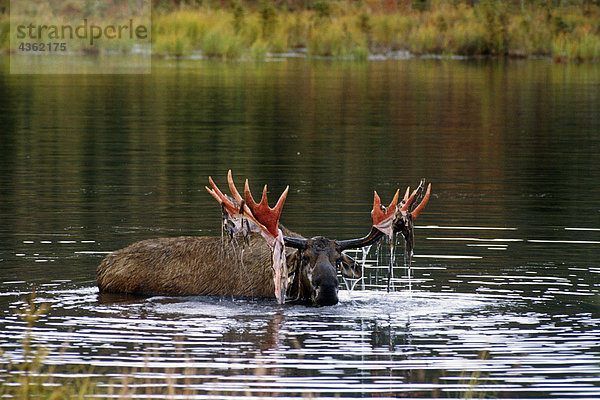 Bull Moose mit Velvet in Teich Denali NP Int AK