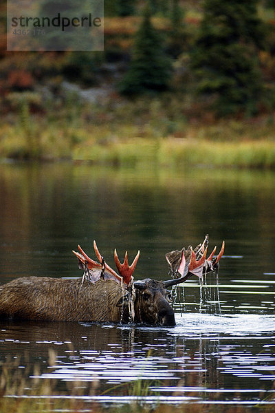 Bull Moose mit Velvet in Teich Denali NP Int AK