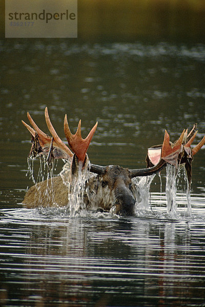 Bull Moose mit Velvet in Teich Denali NP Int AK