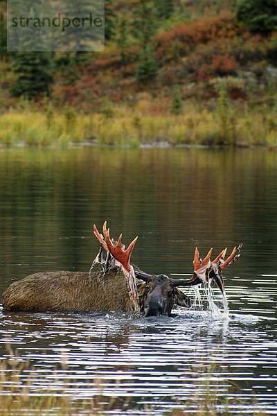 Bull Moose mit Velvet in Teich Denali NP Int AK